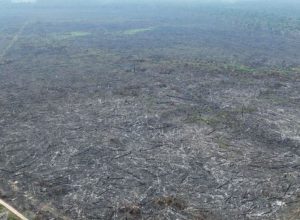 desmatamento-na-amazonia-passa-a-ser-monitorado-em-areas-sem-floresta