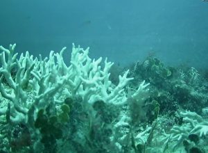 recifes-de-coral-do-brasil-estao-ameacados-por-mudancas-climaticas