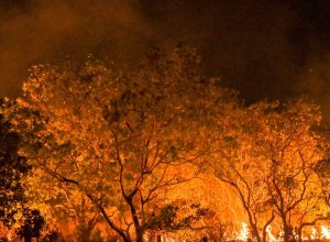 estado-de-sao-paulo-esta-na-semana-de-maior-risco-para-incendios