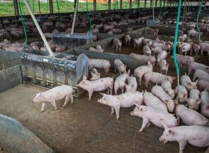 producao-de-carne-suina-e-de-frango-tera-volume-recorde-em-2026