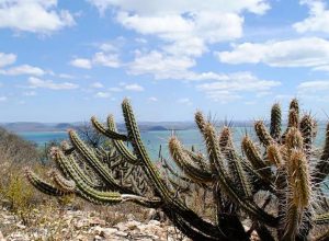 aumentam-as-usinas-de-energia-solar-nas-areas-de-caatinga