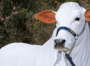 parana-lidera-producao-de-proteina-animal-no-brasil-e-bate-recordes-em-2024