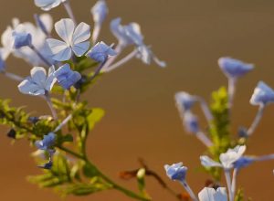 primavera-traz-frente-fria-e-chuva-para-o-sul-do-pais