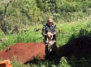 patrulha-ambiental-encontra-caes-em-situacao-de-maus-tratos-e-area-de-desmatamento