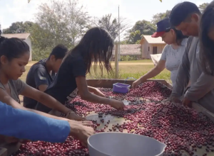 viva-maria-estreia-serie-sobre-plantas-amazonicas