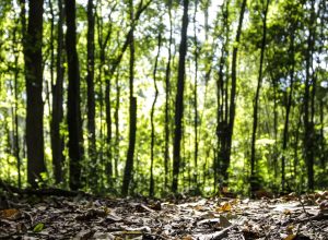 producao-florestal-do-pais-cresce-16,7%-e-chega-a-r$-44,3-bi-em-2024