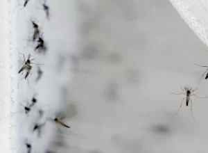 foz-tem-queda-historica-da-dengue-e-chega-ao-periodo-critico-em-posicao-segura