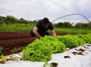 hortalicas-organicas-em-espacos-publicos-fortalecem-acao-social-em-cascavel
