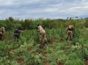 paraguai:-laboratorio-de-resina-de-cannabis-quatro-vezes-mais-potente-e-desmantelado
