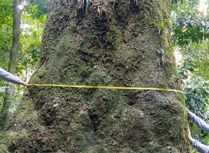 biologos-da-fiocruz-identificam-jequitiba-rosa-de-500-anos